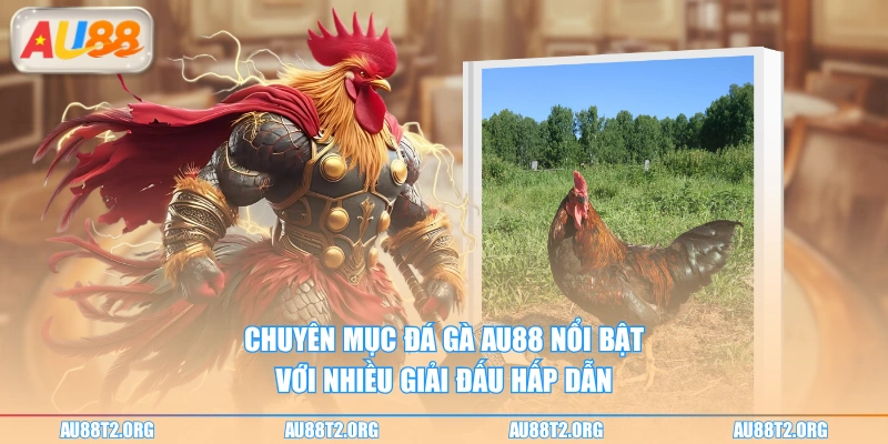 Chuyên mục đá gà AU88 nổi bật với nhiều giải đấu hấp dẫn